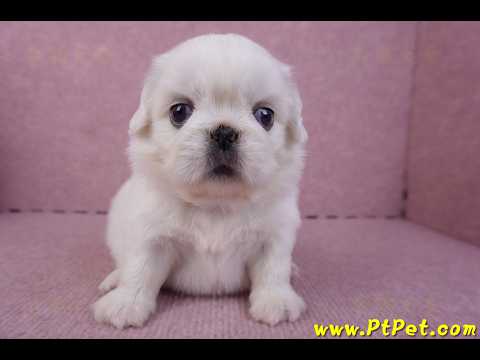 10/31北京狗母幼犬1號(台北北投)