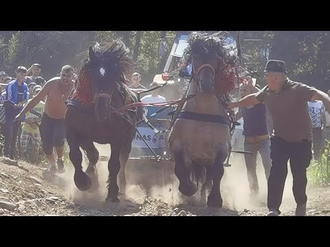 Cai de tracțiune locul 3 Corăbian Paul de la Cluj 2022