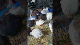 Cút thái nhìn cưng quá