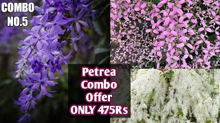 Petrea Combo offer sale.. Sand Paper Vine 3 Colors🌸🍀Hurry up 8590780332