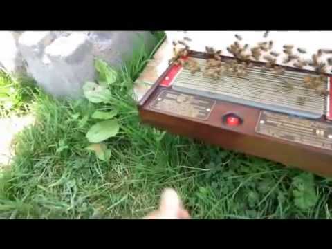 bee venom collecting with  BeeWhisper collector -  www.BeeWhisper.com , Canada