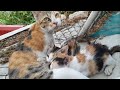 Mom Cat Nursing Kittens Mother Cat Breastfeeding Her Cute Kittens