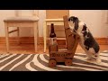 I built my rabbit a cart and now he delivers me beer ...