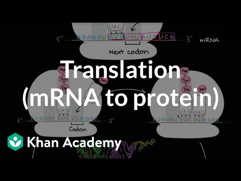 Translation (mRNA to protein) | Biomolecules | MCAT | Khan Academy