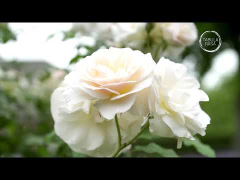 Video Preview - 0