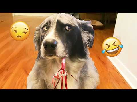This is NOT a DOG, This is a COMEDIAN 🤣 | FUNNIEST DOGS Videos 2026 #7