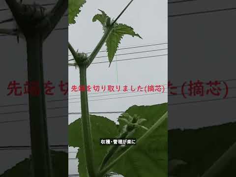 キュウリの友達は何ですか ズッキーニ グッドネイバー 受粉 マメ科植物は窒素を豊富にします