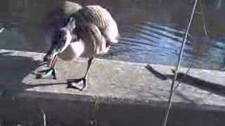 My goosehunt (getting my ass kicked)