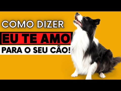5 MANEIRAS DE DIZER EU TE AMO PARA O SEU CACHORRO QUE ELE ENTENDA.