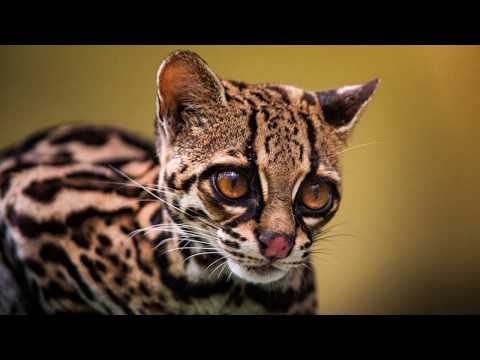 download lagu mp3 mp4 Margay, download lagu Margay gratis, unduh video klip Margay