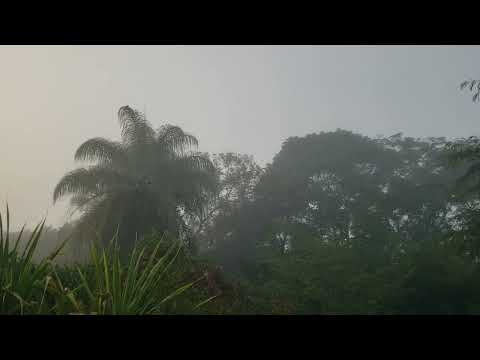 Jaco Pastorius & Word of Mouth (feat. Kazumi Watanabe), Tokyo (1983)