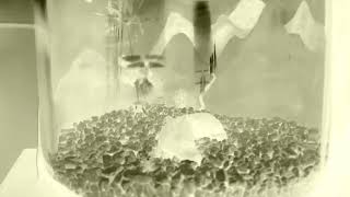 Sailor Tique - Kamchatka [Official Music Video]