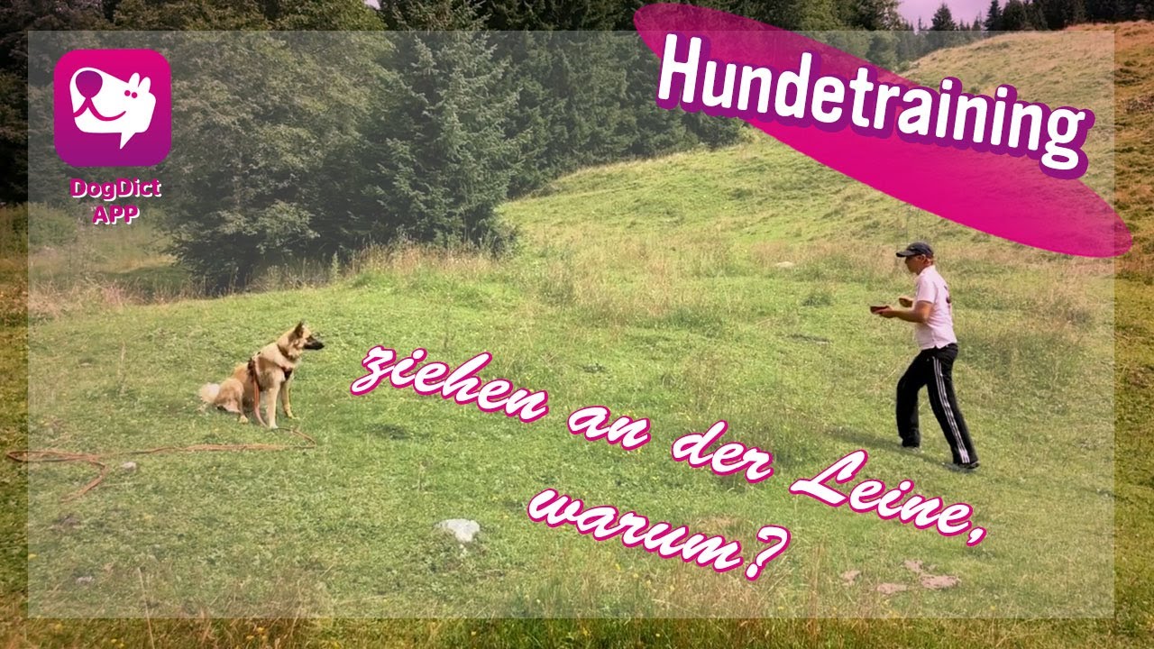 Folge 20: Hundetraining