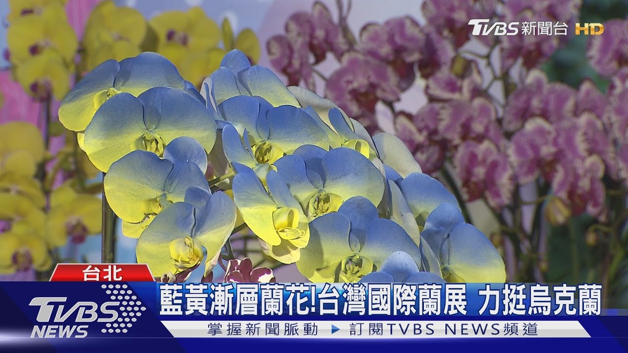 世界三大!台灣國際蘭展 26日台南盛大登場
