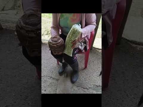 Cosecha Papa china #colocasia Esculenta #taro  I.E Sejal #rio #guaviare Cumaribo #vichada 3.Ag.26