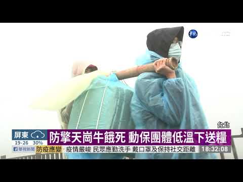 今年已29頭牛枉死 陽管處遭控虐待