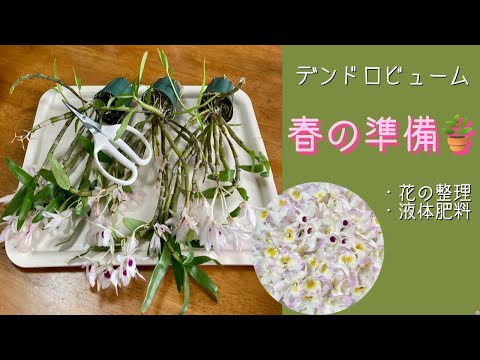 美しくエキゾチックで繊細な花のコレクションを作成するために、竹製のデンドロビウム蘭を世話するにはどうすればよいですか?  庭園