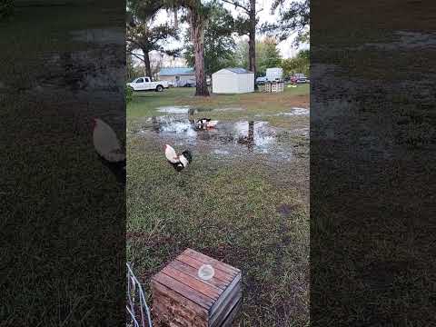 happy little ducks. #chicken #homsteading #ducks #rain