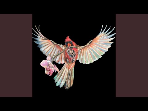 We Had a Funeral For a Bird