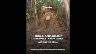 Download lagu Lansia di Gondangrejo Karanganyar Meninggal Setelah Tersengat Tawon Vespa mp3