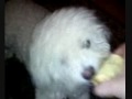 Chloe Eating An Apple