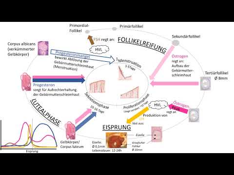 Der Menstruationszyklus