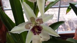 #GVOS2020-Beallara Tacoma Glacier