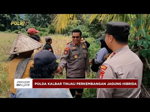 PRESISI UPDATE: POLRES SEKADAU POLDA KALBAR CEK PERKEMBANGAN JAGUNG HIBRIDA 24/04/25 (08.00)