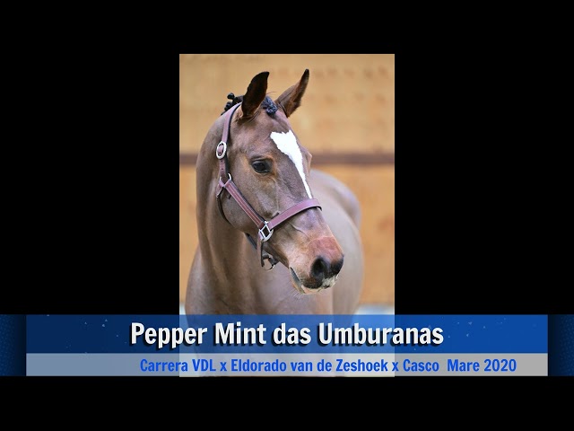 jumping under the saddle