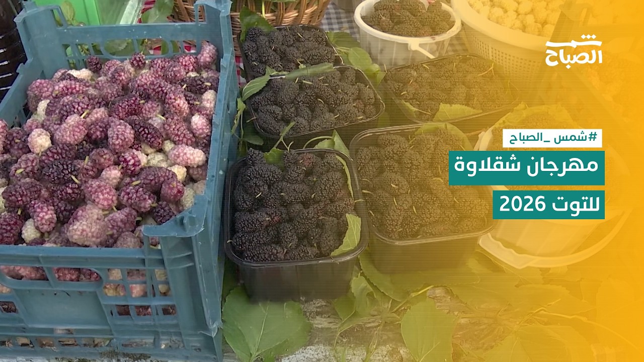 فيديو | شمس الصباح | شقلاوة تحتفل بالتوت… مهرجان يجذب الزوار من كل مكان