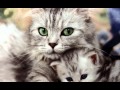 Meow Meow Lullaby by Nada Surf-Large.m4v ...