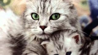 Meow Meow Lullaby by Nada Surf-Large.m4v