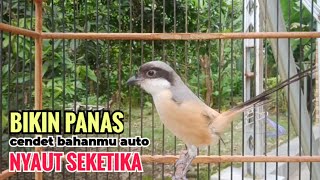 Download lagu toet toet suara cendet gacor PAGI SIANG SORE sangat efektif buat Pancingan cendet diam agr cpt bunyi mp3 Download lagu toet toet suara cendet gacor PAGI SIANG SORE sangat efektif buat Pancingan cendet diam agr cpt bunyi mp3