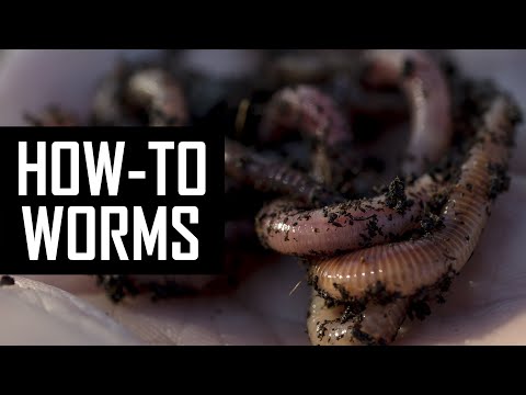 How to collect worms for fishing?