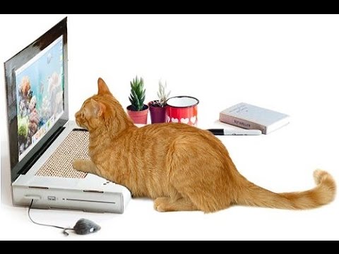 Cat Scratch Laptop brings the Internet full circle