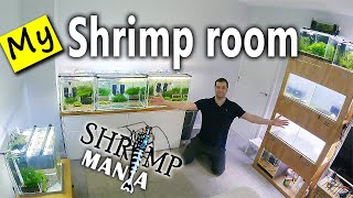 SHRIMP ROOM TOUR - Home aquariums with UGF filters - STUNNING Caridina SHRIMPS