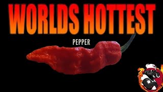 World's Hottest Pepper Hotter Than Pepper X  ? The Official World's Hottest Chilli Former