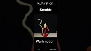 Kultiration : Seaside