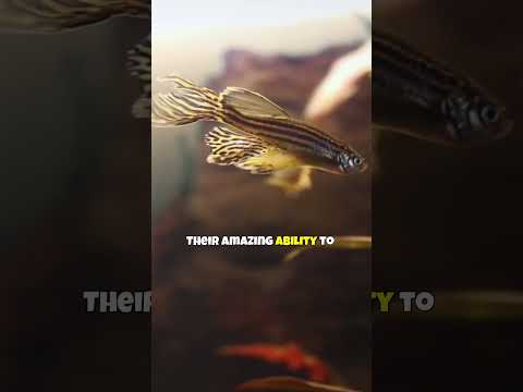 Zebra Danios 🐠 A Tiny Fish Having a HUGE Impact on Our Health