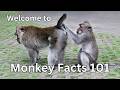 Monkey Facts 101