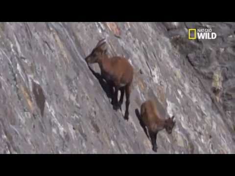 Epoustouflant, le bouquetin des Alpes se balade sur un mur vertical !