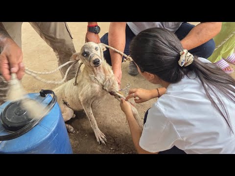 Más de 100 perros fueron evaluados en Embarcación para prevenir la leishmaniasis visceral canina