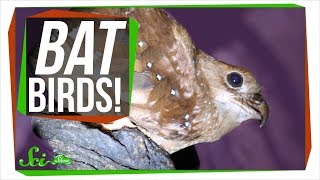 Meet the Oilbird: A Bird that Thinks it's a Bat