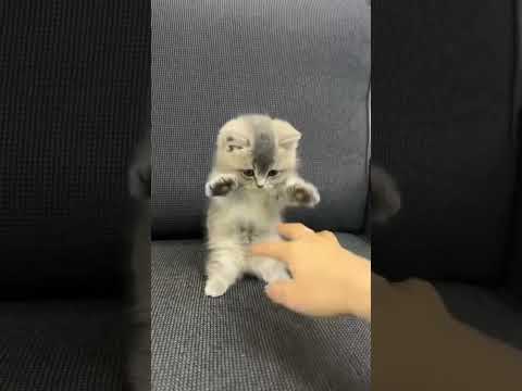 mou mou  #cat #pets #cute #shortsfeed #cutecat  #shorts #shotsvideo #meow1 #meow