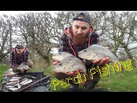 Perch Fishing