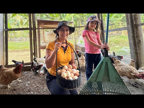 Chicken coop maintenance day. How to care for your chickens to get plenty of eggs.