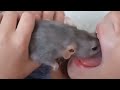RAT KISS The Rat Kissed The Little Girl