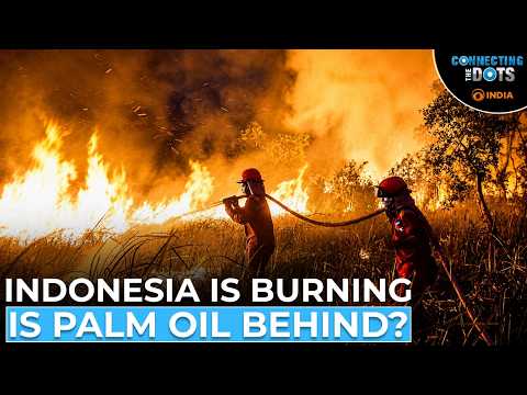 Indonesia Wildfires Explained: How Palm Oil Industry Is Fueling Crisis | Connecting The Dots