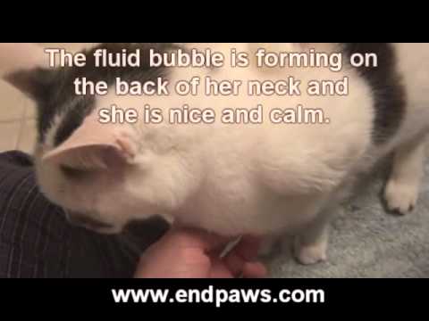 EZ I.V. Harness For Sub Q  "Subcutaneous" Fluids