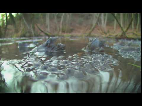Sielmanns heimische Tiere - Der Grasfrosch
